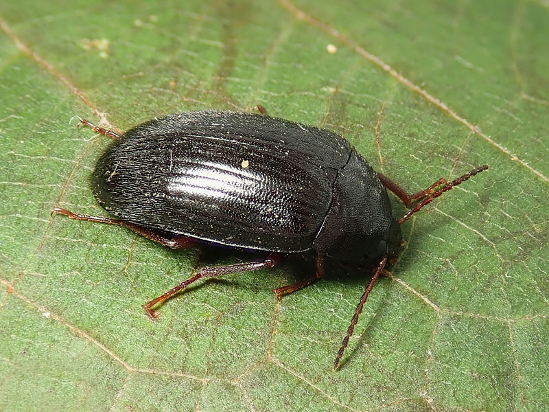 da identificare: Tenebrionidae Alleculinae, forse Prionychus ater?